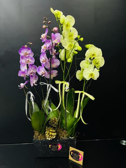 Şahane Taş İçerisinde 4 Dallı Renkli Orkide 